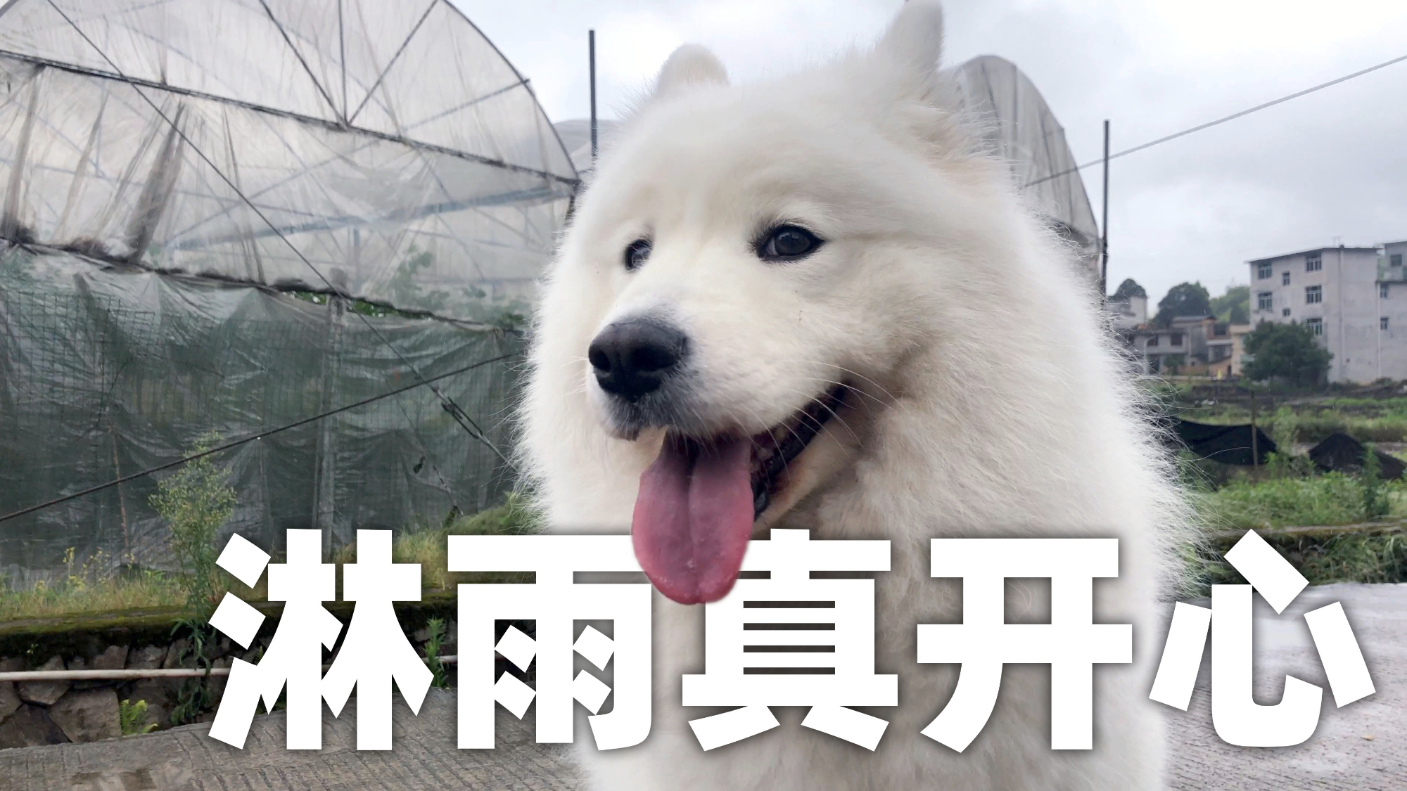 萨摩耶软糖村口冒雨上厕所,想当坏小孩差点被打?爸爸:快点回家【两个人一条狗】
